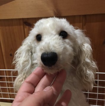 トイプードル(トイ)【長野県・男の子・2018年5月31日・ホワイト】の写真「明るい子です」