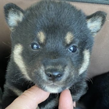 柴犬(標準サイズ)【長野県・男の子・2023年2月8日・黒】の写真「4／5ごろまでの募集です。小さ目の柴ちゃんのお母さ」