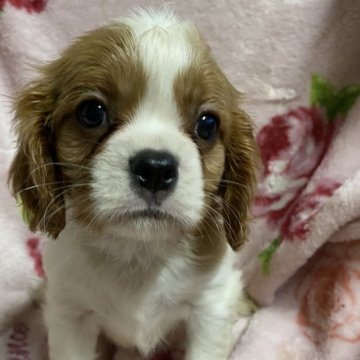 キャバリア【長野県・男の子・2024年1月28日・ブレンハイム】の写真「可愛い子です」