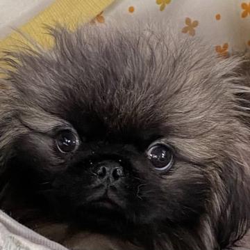 ペキニーズ【長野県・男の子・2022年4月4日・フォーン】の写真「可愛い子です」