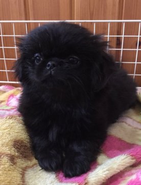 ペキニーズのお母さん、狆のお父さん【長野県・女の子・2019年3月17日・ブラック、ホワイト】の写真「元気な女の子です。」
