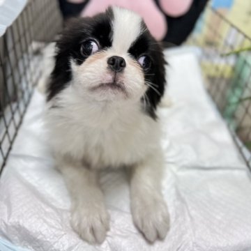 狆(チン)【長野県・男の子・2023年11月27日・白黒】の写真「まんま狆ちゃんです。」