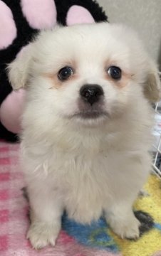 ポメラニアン✖️ペキニーズ【長野県・男の子・2022年1月29日・白】の写真「真っ白でしっかりした骨格です」