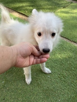 日本スピッツ【長野県・女の子・2021年7月31日・ホワイト】の写真「女の子はこの子で最後です。」