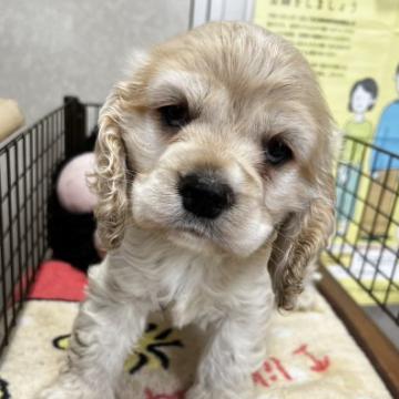 アメリカンコッカースパニエル【長野県・男の子・2022年10月18日・バフ】の写真「しっかりした子です。」