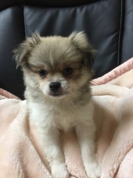 ポメラニアン【長野県・男の子・2018年6月2日・パーティー】の写真「キリッとした顔立ちの男の子です^^*」