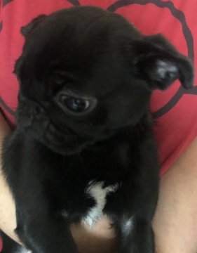 パグ【長野県・女の子・2019年2月23日・ブラック】の写真「とても可愛い😍お顔です。」