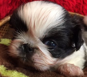 ペキニーズ【長野県・男の子・2017年1月1日・パーティー】の写真「とても甘えん坊な穏やかな子です。」