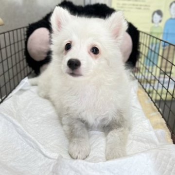 日本スピッツ【長野県・女の子・2023年6月7日・ホワイト】の写真「ひとりっ子です。」