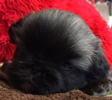 ペキニーズ【長野県・女の子・2017年1月1日・フォーン】の写真「元旦生まれのおめでたい子です。」