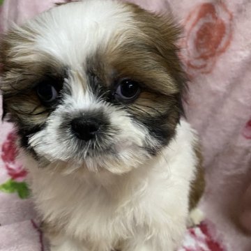 シーズー【長野県・女の子・2024年1月14日・ゴールド&ホワイト】の写真「とても上手に育てています」