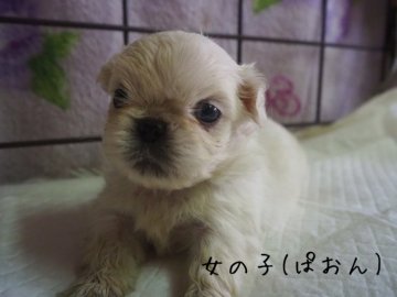 ペキニーズ【長野県・女の子・2021年3月29日・ホワイト、クリーム】の写真「可愛い子です」