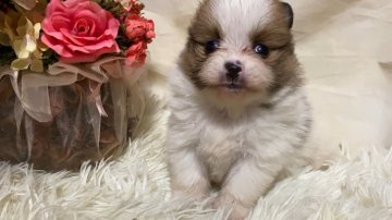 ポメラニアン【長野県・女の子・2022年1月1日・パーティー】の写真「おめでたい子達です」