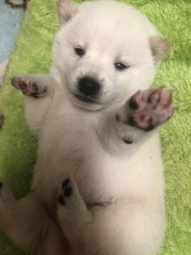 柴犬(標準サイズ)【長野県・女の子・2018年9月24日・白】の写真「白の可愛い子です。」