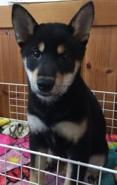 柴犬(標準サイズ)【長野県・女の子・2018年12月1日・黒】の写真「良い子に成長中です。」