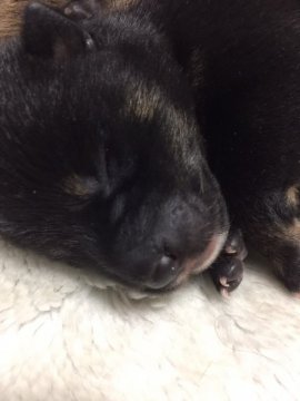 柴犬(標準サイズ)【長野県・女の子・2017年3月18日・黒】の写真「とても可愛い子です。」