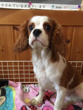 キャバリア【長野県・男の子・2018年11月18日・ブレンハイム】の写真「とても可愛らしい子です💓」