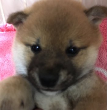 柴犬(標準サイズ)【長野県・男の子・2017年3月2日・胡麻】の写真「とても赤の濃い子です。」