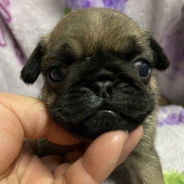 パグ【長野県・女の子・2023年11月22日・フォーン】の写真「久しぶりのパグちゃんです」