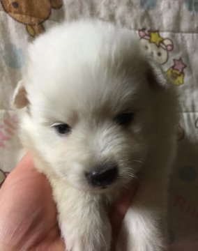 日本スピッツ【長野県・男の子・2019年2月27日・ホワイト】の写真「お顔の可愛い子です💕」