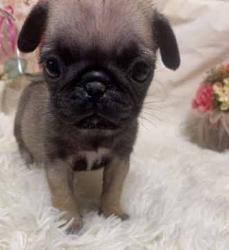 パグ【長野県・女の子・2021年6月2日・フォーン  ブラック系】の写真「しっかりした子です」