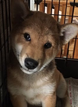 柴犬(標準サイズ)【長野県・男の子・2016年8月31日・赤】の写真「」
