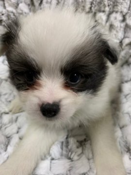 ミックス(日本スピッツ✖️狆)【長野県・男の子・2020年3月11日・ホワイト、ブラック】の写真「可愛い子😍」