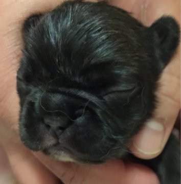 フレンチブルドッグ【長野県・女の子・2017年5月6日・ブリンドル】の写真「骨格の良いコロコロした可愛い子です。」