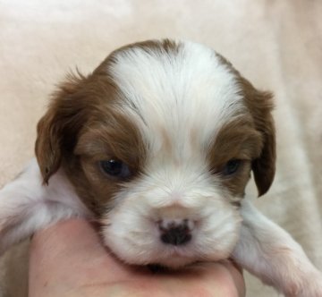 キャバリア【長野県・男の子・2019年3月1日・ブレンハイム】の写真「とても可愛らしい子です💓」