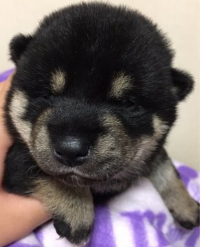 柴犬(標準サイズ)【長野県・女の子・2016年11月22日・黒】の写真「」