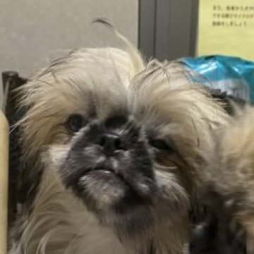 シーズーのお母さんとペキニーズのお父さん【長野県・男の子・2022年12月23日・フォーン】の写真「今回のみの交配です。」
