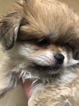 ペキニーズ×ポメラニアンのミックス【長野県・女の子・2019年1月1日・フォーン】の写真「お顔が詰まった子ただ今出産ラッシュにつきサービス中」