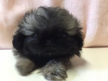 ペキニーズ【長野県・男の子・2017年3月15日・ブラックのフォーン】の写真「まん丸お顔の可愛い、綺麗な毛色です。」