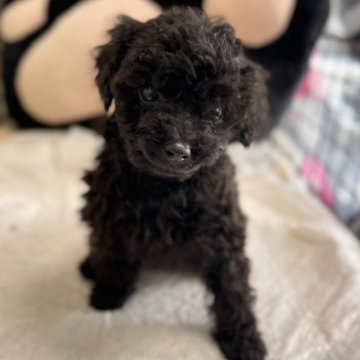 トイプードル(トイ)【長野県・女の子・2024年7月8日・ブラック】の写真「9／8までの募集です」