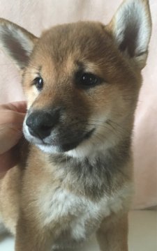 柴犬(標準サイズ)【長野県・女の子・2017年3月2日・赤】の写真「とても赤の濃い子です。」