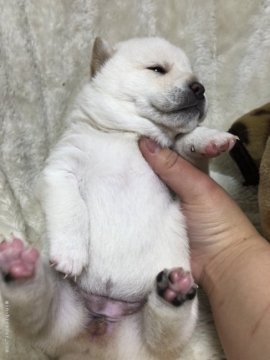 柴犬(標準サイズ)【長野県・女の子・2018年2月15日・白】の写真「産まれたばかりですが4兄妹です。」