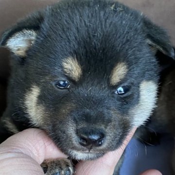 柴犬(標準サイズ)【長野県・男の子・2023年2月8日・黒】の写真「4／5ごろまでの募集です。小さ目の柴ちゃんのお母さ」