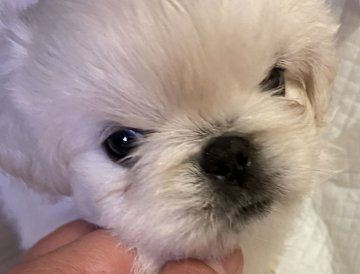 ペキニーズ【長野県・女の子・2020年6月20日・ホワイト】の写真「ヨチヨチと歩き出して可愛いですよ💕」