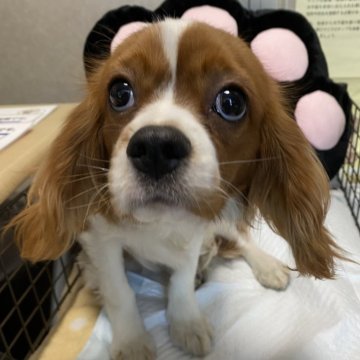 キャバリア【長野県・男の子・2023年6月14日・ブレンハイム】の写真「それぞれ個性的な子達です」