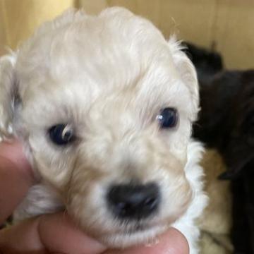 トイプードル(トイ)【長野県・女の子・2022年10月23日・クリーム】の写真「丈夫な両親からの子です。」