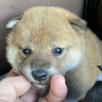 柴犬(標準サイズ)【長野県・男の子・2023年2月8日・赤】の写真「4／5ごろまでの募集です。唯一の女の子です」