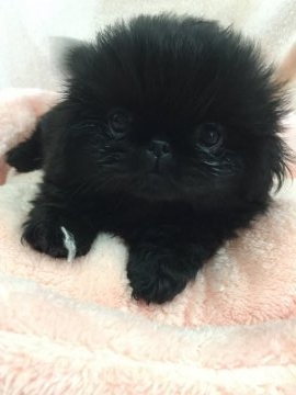 ペキニーズ【長野県・女の子・2017年5月13日・ブラック、ソリット】の写真「とても元気で可愛い子です*^^」