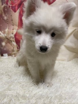 日本スピッツ【長野県・男の子・2021年7月24日・ホワイト】の写真「涙やけのない綺麗なお顔の子です。」
