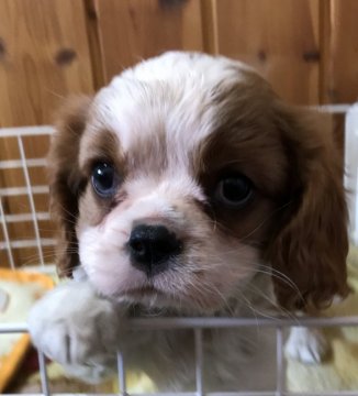 キャバリア【長野県・女の子・2019年3月1日・ブレンハイム】の写真「とても可愛らしい子です💓」