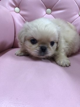 ペキニーズ【長野県・女の子・2018年10月28日・クリーム】の写真「おっとりとした性格と優しい顔が可愛い女の子です😍」