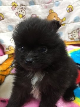 ポメラニアン【長野県・男の子・2018年9月13日・ブラックホワイトマーキング】の写真「甘えん坊さんのべったりさんです。」