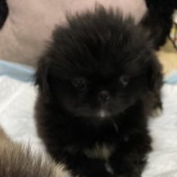 ペキニーズ【長野県・女の子・2023年4月1日・ブラックホワイトマーキング】の写真「久しぶりのペキニーズの出産です」