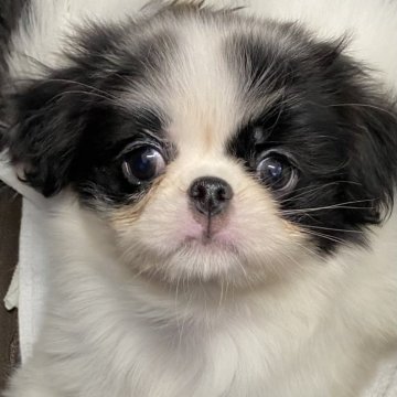 ミックス(柴犬×狆(チン))【長野県・男の子・2023年11月27日・白黒】の写真「ほぼ狆ちゃんです」