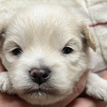 トイプードル×狆のミックス【長野県・男の子・2022年4月28日・ホワイト】の写真「お鼻の詰まった可愛い子です」