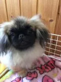 ペキニーズ【長野県・女の子・2018年11月11日・ブラックマスク、レッド】の写真2